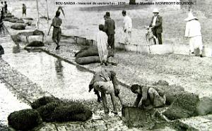 1- Bou-Saada 1939 Invasion de sauterelles (2)